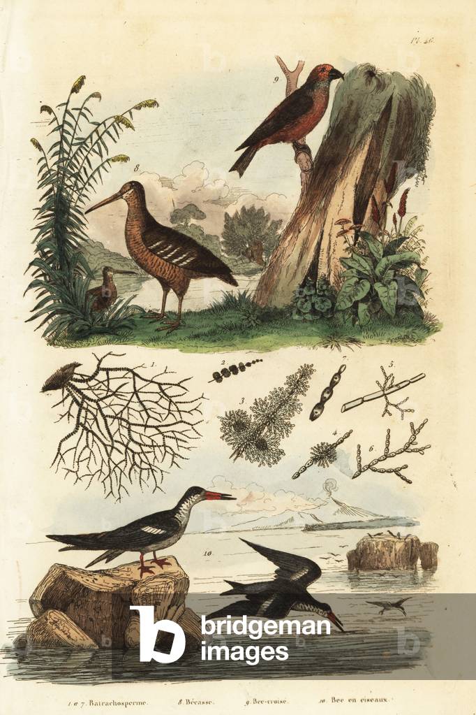 Woodcock, Scolopax rusticola, red crossbill, Loxia curvirostra, and black skimmer, Rynchops niger Becasse, bec-croise, et bec en ciseaux