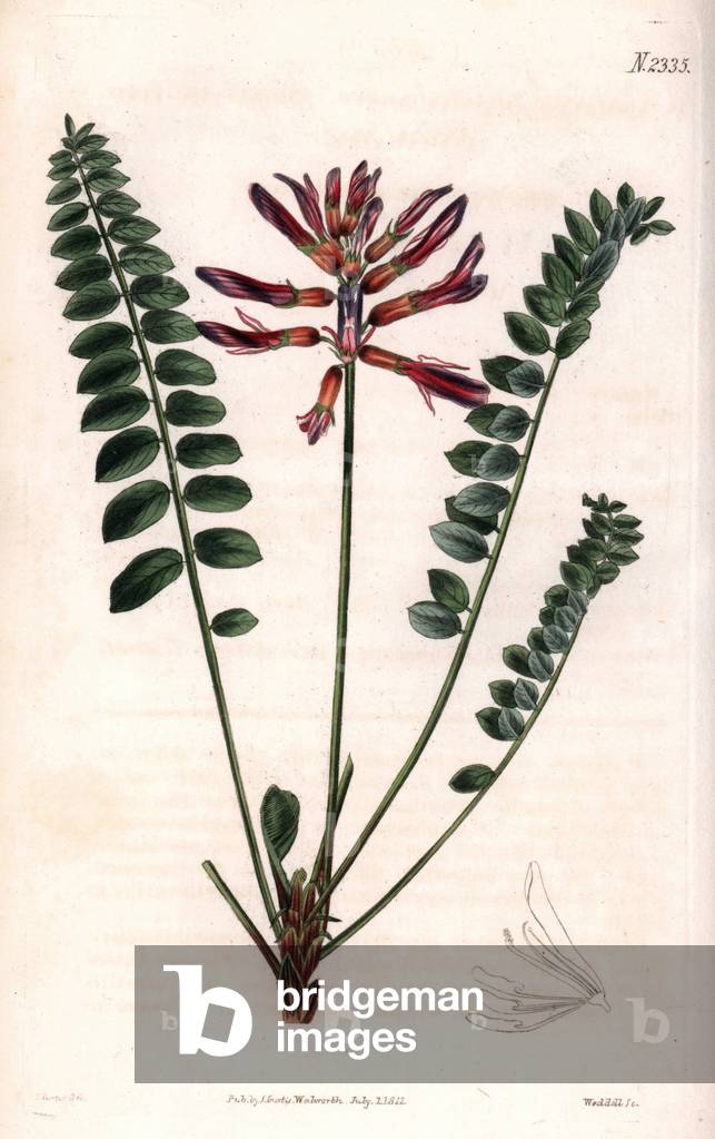 Variete of astragalus - Short fruited astragalus, Astragalus brachycarpus. Handcoloured copperplate engraving by Weddell after an illustration by John Curtis from Samuel Curtis's “” Botanical Magazine,”” London, 1822.