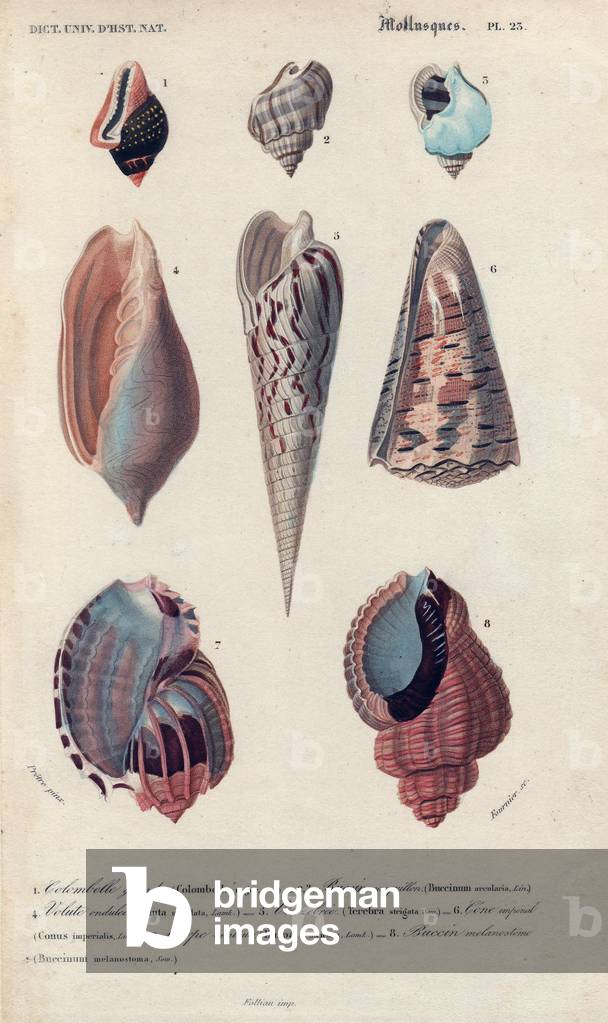 Tropical shells. Tropical shells including Colombella, Buccinum, Voluta, Terebra, Conus imperialis and Harpa.Columbelle grande: Colombella major, Casquin: Buccinum arcularia, Volute wavy: Voluta undulata,