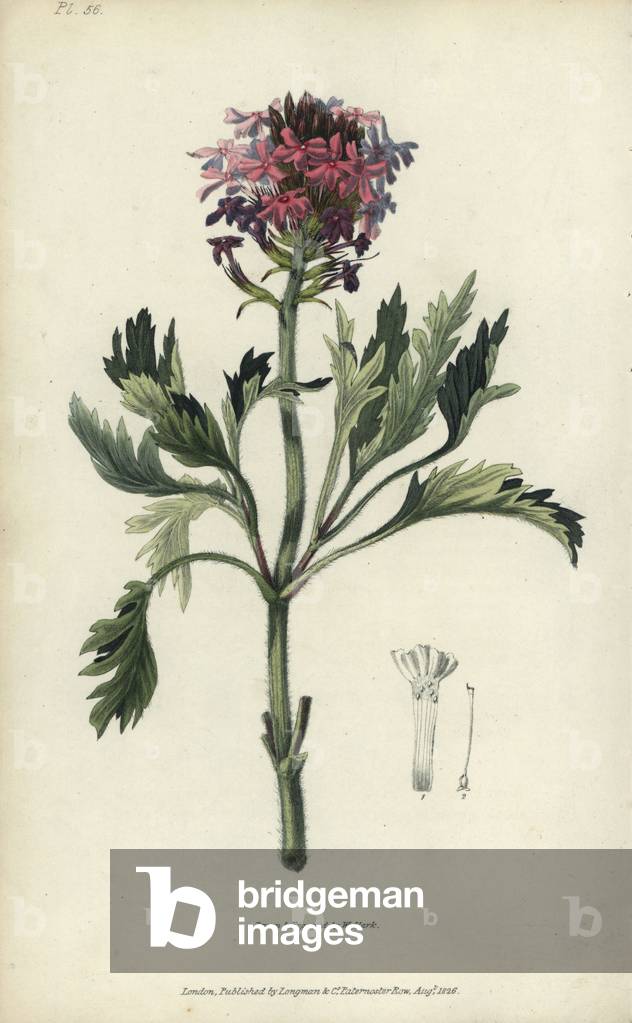 Lambert's vervain, Verbena lamberti. Handcoloured botanical illustration drawn and engraved by William Clark from Richard Morris's “Flora Conspicua” London, Longman, Rees, 1826. William Clark was former draughtsman to the London Horticultural Society and illustrated many botanical books in the 1820s and 1830s.