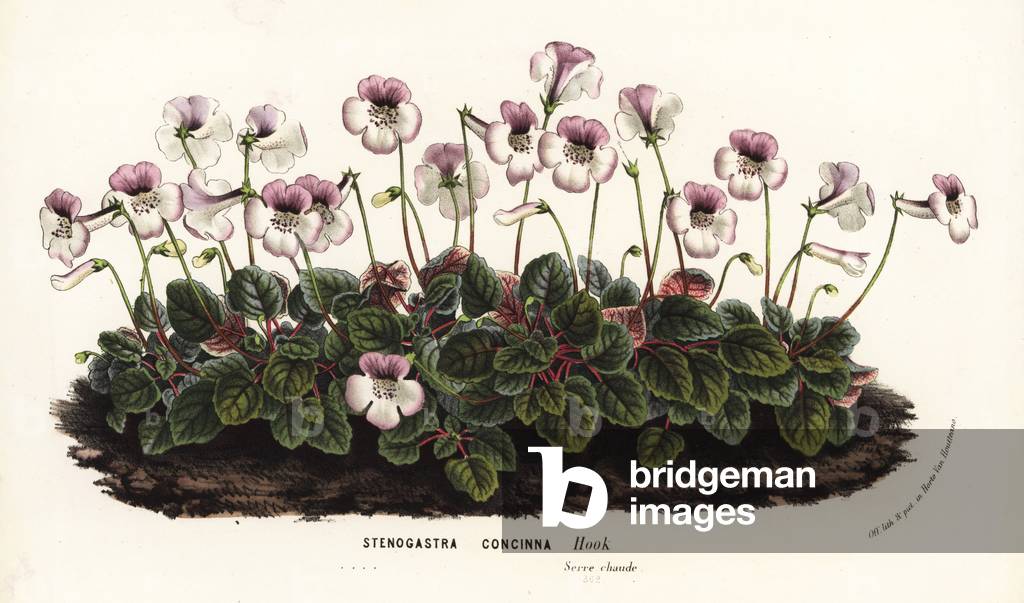 Sningia concinna (Stenogastra concinna). Handcoloured lithograph from Louis van Houtte and Charles Lemaire's Flowers of the Gardens and Hothouses of Europe, Flore des Serres et des Jardins de l'Europe, Ghent, Belgium, 1862-65.