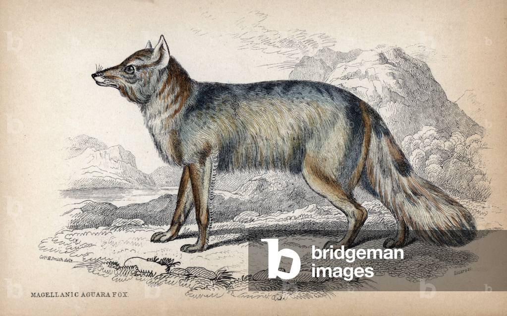 Magellan's Fox or Magellan's Wolf, Lycalopex culpaeus - Lithograph by Colonel Charles Hamilton Smith to illustrate Naturalist's Library: Dogs by Sir William Jardine, W. H Lizars Edition, Edinburgh, Scotland, 1839