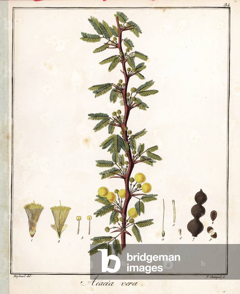 Red gum (vachellia nilotica) - Lithograph by F. Guimpel, extracted from medical botany by Friedrich Gottlob Haynes (1763-1832), Berlin, 1822 - Gum arabic or thorn mimosa tree, Acacia nilotica - Handcoloured copperplate by F. Guimpel from Dr. F. G. Hayne's Medical Botany, Berlin, 1822
