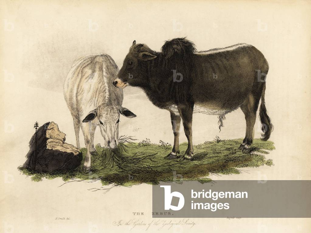 Zebu, Bos primigenius indicus.