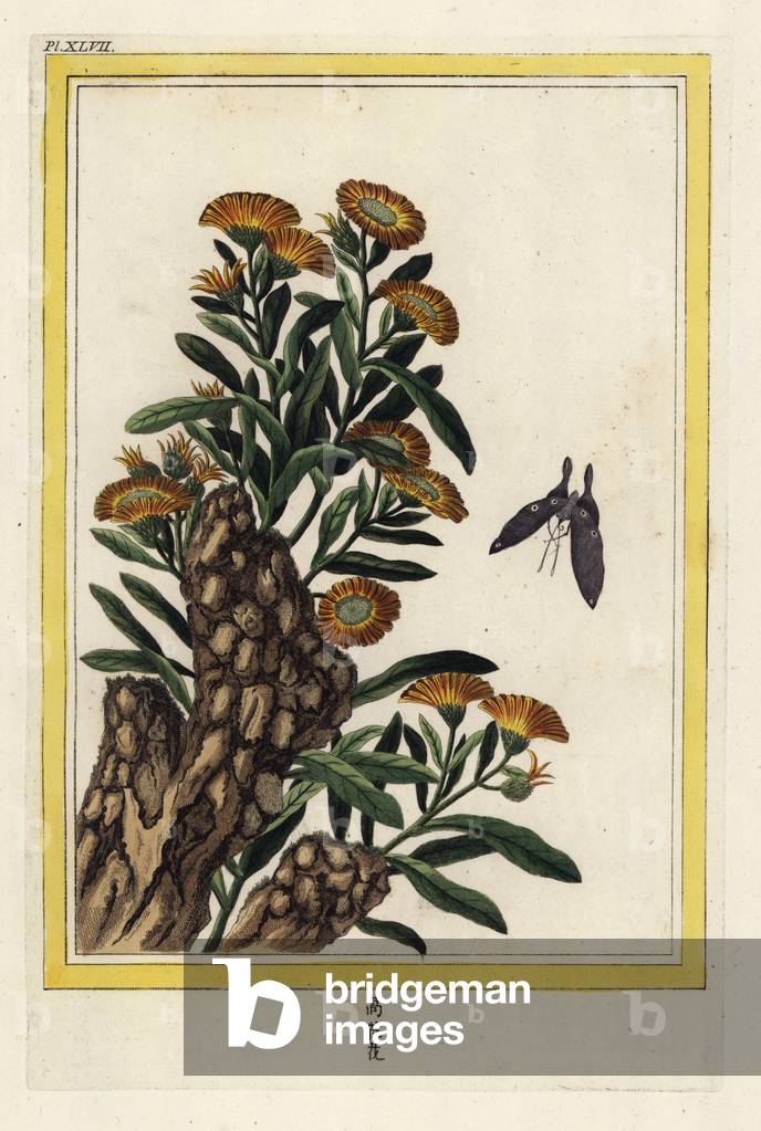 The Soucy. Pot marigold, Calendula officinalis. Handcoloured etching from Pierre Joseph Buchoz 'Precious and illuminated collection of the most beautiful and curious flowers, grown both in the gardens of China and in those of Europe, Paris, 1776.