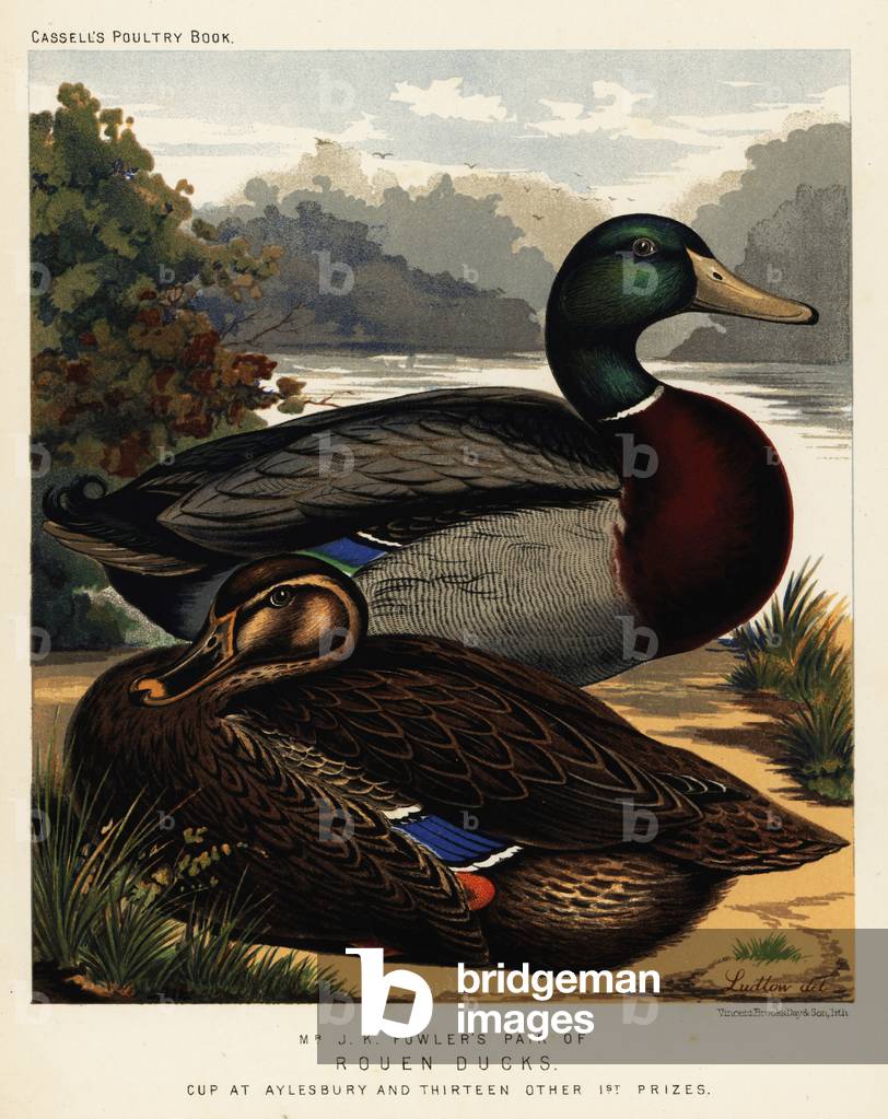 Rouen ducks, 1890 (chromolithograph)