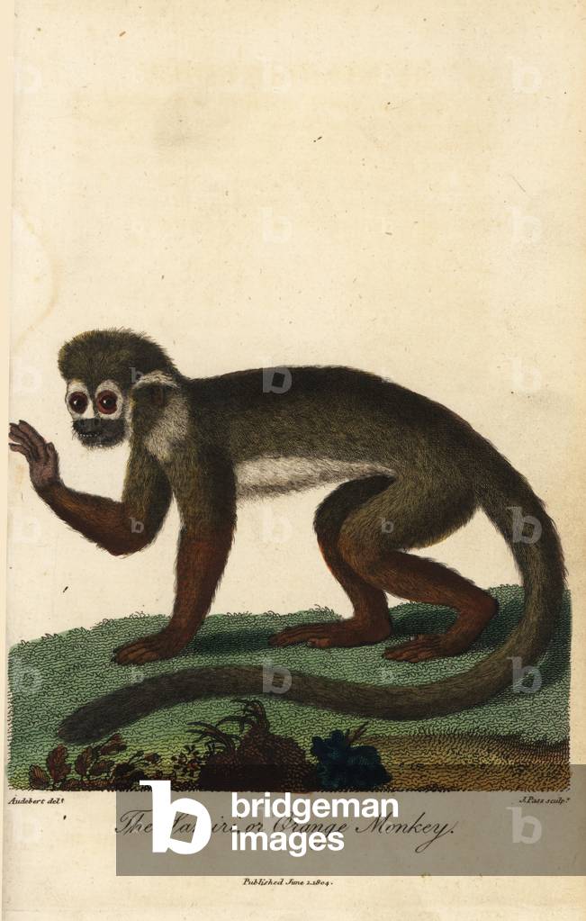 Common squirrel monkey, Saimiri sciureus, Samiri or orange monkey - Handcoloured copperplate engraving by J. Pass after an illustration by Jean Baptiste Audebert from Ebenezer Sibly's Universal System of Natural History, London, 1804.