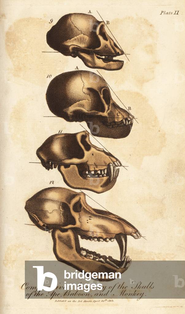 Comparative anatomy of the skulls of the ape, baboon and monkey - Handcoloured copperplate engraving from Ebenezer Sibly's Universal System of Natural History, London, 1803