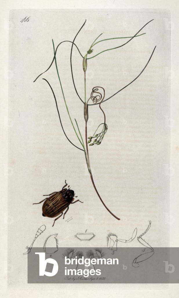 Insect: variete of elophore and sea rupee plant. Lithograph by John Curtis (1791-1862) published in “British Entomology”, a collection of 770 illustrations and descriptions of British insects, London, England, 1824 to 1839.