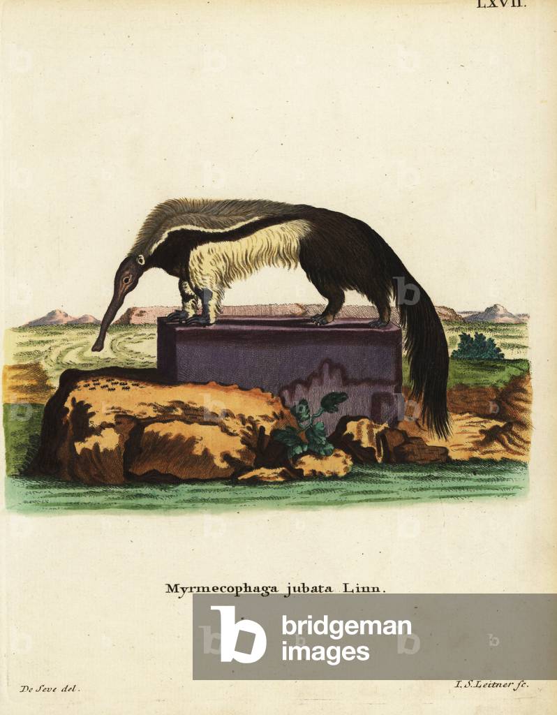 Giant anteater or ant bear, Myrmecophaga tridactyla. Vulnerable. Myrmecophaga jubata Linn. Handcoloured copperplate engraving by Johann Sebastian Leitner after an illustration by Jacques de Seve from Johann Christian Daniel Schreber's Animal Illustrations after Nature, or Schreber's Fantastic Animals, Erlangen, Germany, 1775.