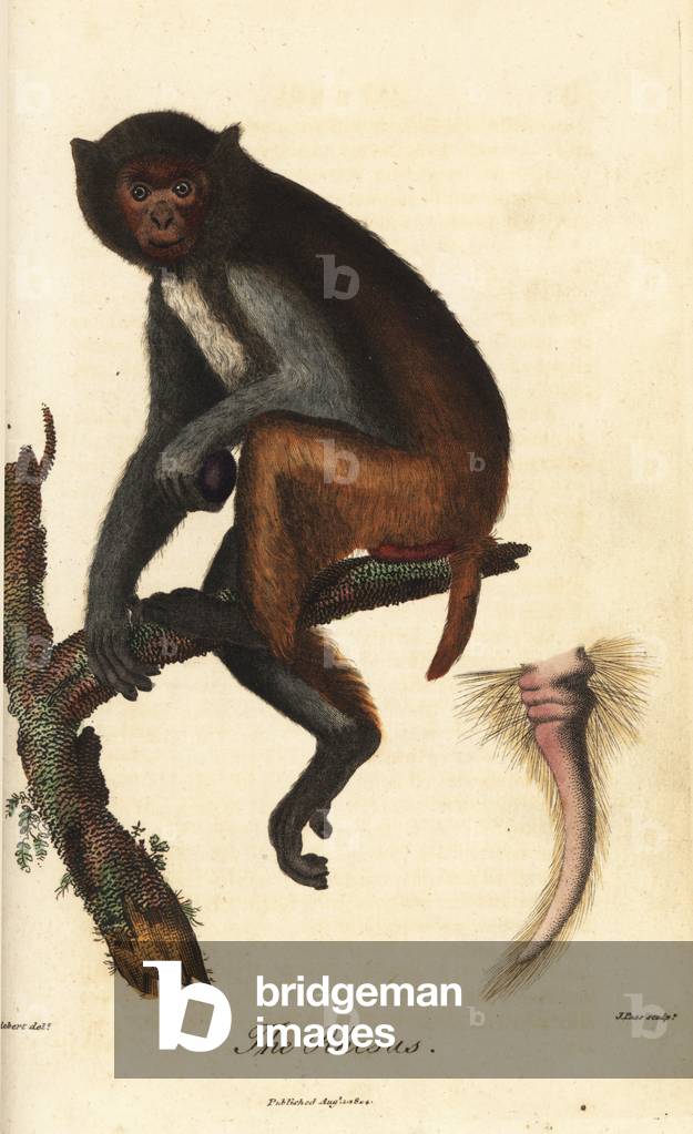 Rhesus or bandar - Rhesus macaque, Macaca mulatta (Simia rhesus), and detail of its distinctive tail - Handcoloured copperplate engraving by J. Pass after an illustration by Jean Baptiste Audebert from Ebenezer Sibly's Universal System of Natural History, London, 1795