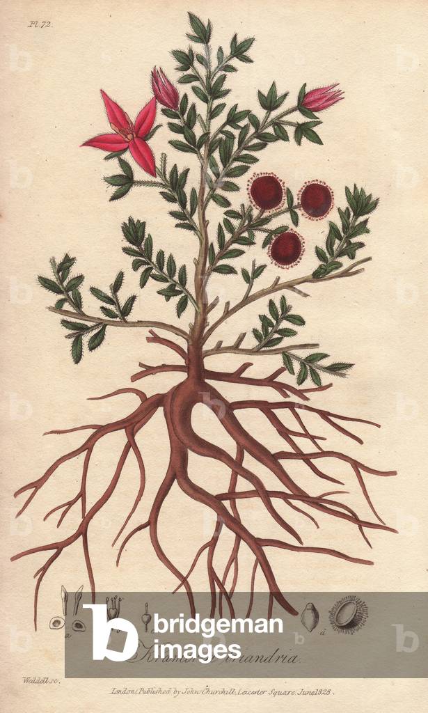 Ler rathania (Krameria lappacea) - Strong Water by William Clarke to illustrate “” Medical Botanical, Description of the Medicinal Plants of London, Edinburgh and Dublin” by John Stephenson and James Morss Churchill, published in London by John Churchill in 1831