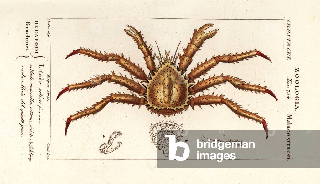 Norway king crab, Lithodes maja