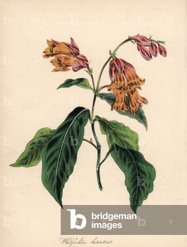 Variete of whitfieldia - Brick-coloured whitfieldia, Whitfieldia lateritia. After an illustration in Joseph Paxton's “” Magazine of Botany.””” Handcoloured zincograph by C. Chabot drawn by Miss M. A. Burnett from her “” Plantae Utiliores: or Illustrations of Useful Plants,”” Whittaker, London, 1842. Miss Burnett drew the botanical illustrations, but the text was chiefly by her late brother, British botanist Gilbert Thomas Burnett (1800-1835).