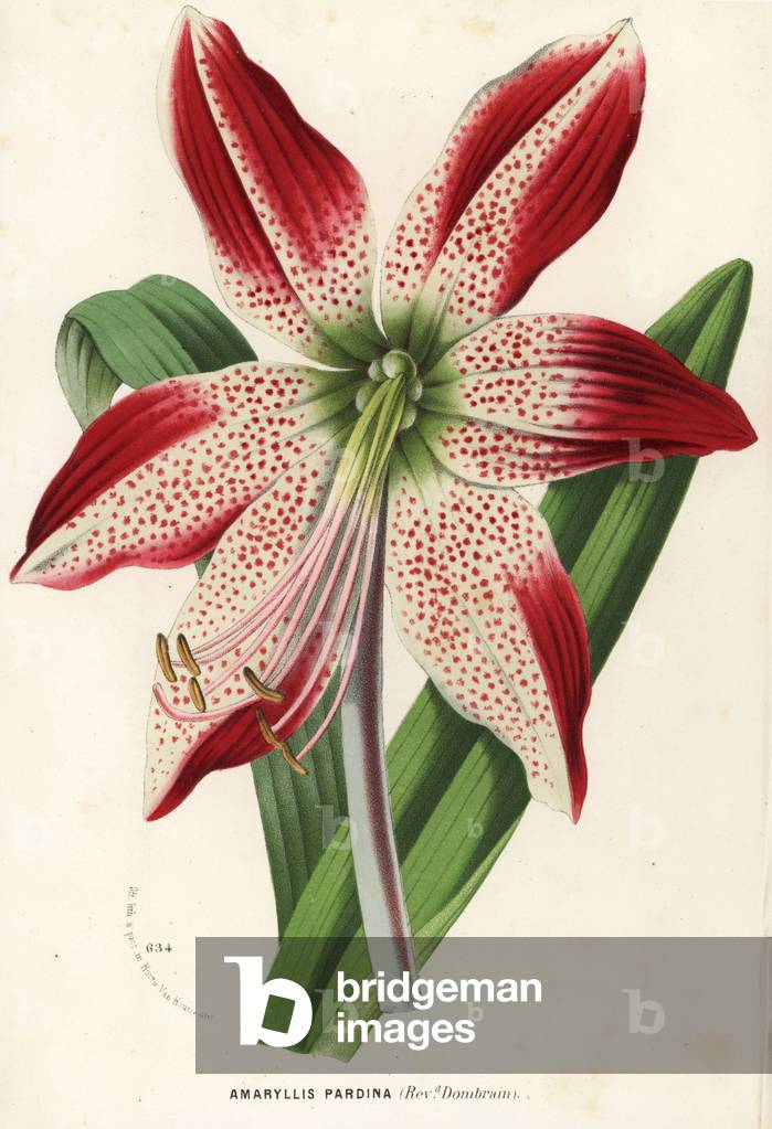 Hippeastrum pardinum (Amaryllis pardina). Handcoloured lithograph from Louis van Houtte and Charles Lemaire's Flowers of the Gardens and Hothouses of Europe, Flore des Serres et des Jardins de l'Europe, Ghent, Belgium, 1867-1868.
