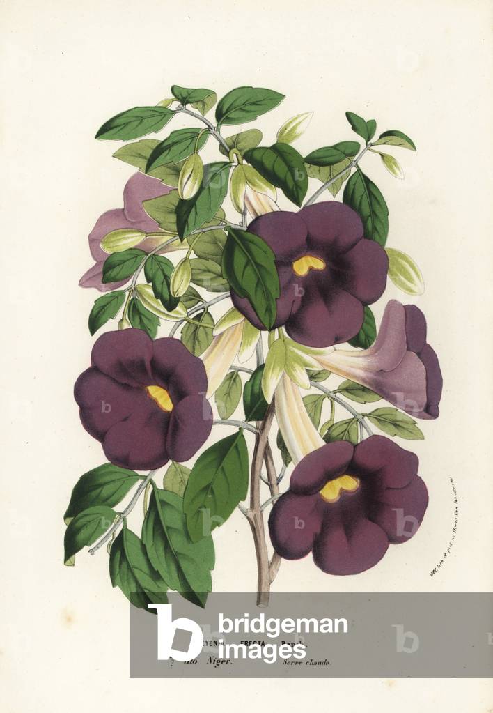 Bush clockvine and kings 's-mantle, Thunbergia erecta (Meyenia erecta). Handcoloured lithograph from Louis van Houtte and Charles Lemaire's Flowers of the Gardens and Hothouses of Europe, Flore des Serres et des Jardins de l'Europe, Ghent, Belgium, 1856.