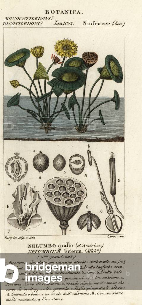 American lotus, Nelumbo lutea