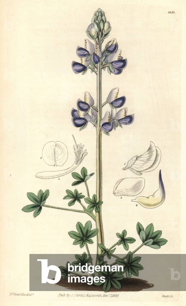Variete of blue lupine (Lupinus littoralis) Illustration by William Jackson Hooper (1785-1865), engraving by Swan, for the botanical magazine of William Curtis, 1829