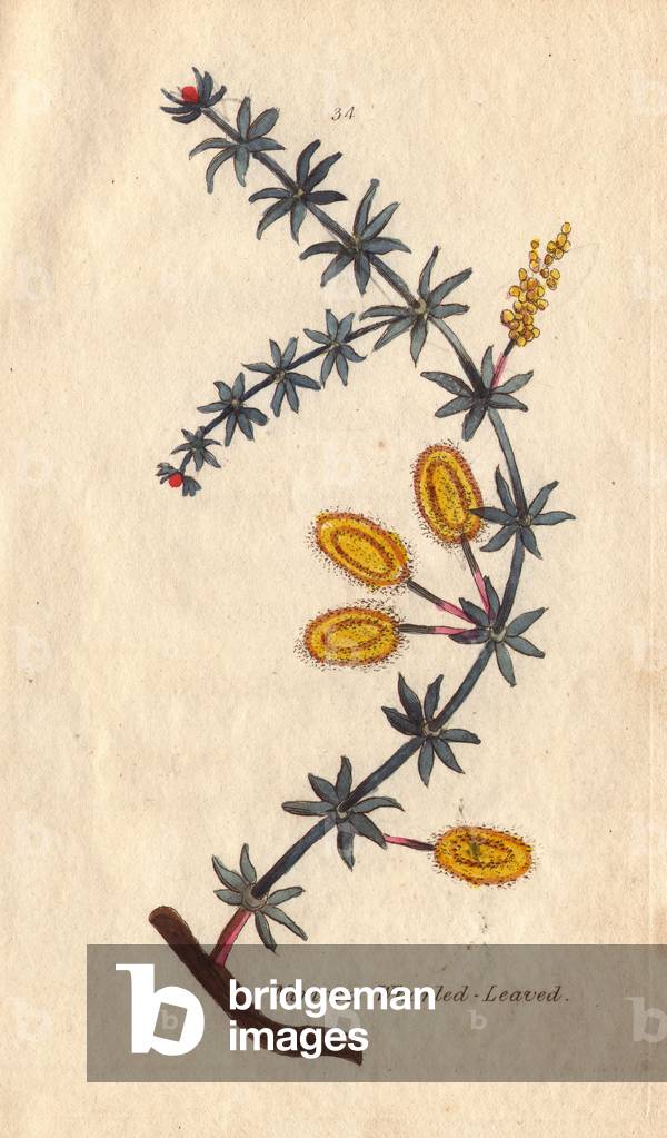 Whorled-leaved mimosa, Mimosa verticillata