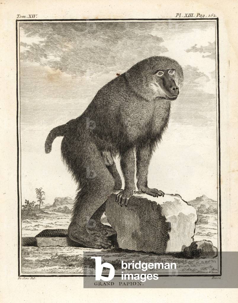 Hamadryas baboon, Papio hamadryas. Copperplate engraving by Baron after an illustration by Jacques de Seve from Georges-Louis Leclerc, Comte de Buffon's Histoire Naturelle, Imprimerie Royale, Paris, 1766.