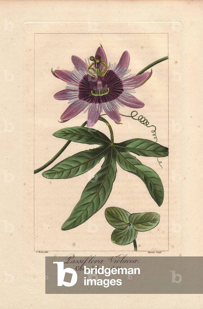 Perfume passionflower, Passiflora violacea (Passiflora caerulea x Passiflora racemosa). Handcoloured stipple engraving on copper by Barrois from a botanical illustration by Pancrace Bessa from Mordant de Launay's “Herbier General de l'Amateur,” Audot, Paris, 1820. The Herbier was published from 1810 to 1827 and edited by Mordant de Launay and Loiseleur-Deslongchamps. Bessa (1772-1830s), along with Redoute and Turpin, is considered one of the greatest English botanical artists of the 19th century.