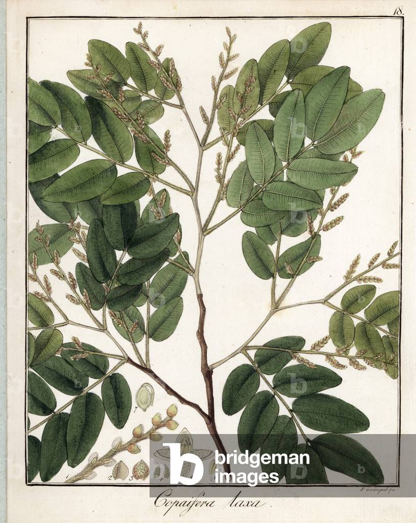 Diesel tree or kerosene (variete) - Lithograph by F. Guimpel, extracted from botanical medicale by Friedrich Gottlob Haynes (1763-1832), Berlin, 1822 - Diesel or kerosene tree, Copaifera langsdorffii var. laxa - Handcoloured copperplate by F. Guimpel from Dr. F. G. Hayne's Medical Botany, Berlin, Berlin, 1822