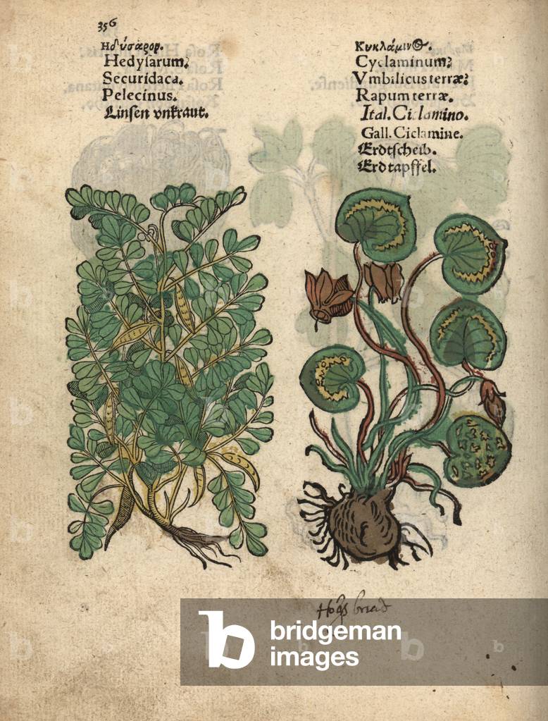 Crownvetch, Securigera securidaca, and Greek cyclamen, Cyclamen graecum. Handcoloured woodblock engraving of a botanical illustration from Adam Lonicer's Krauterbuch, or Herbal, Frankfurt, 1557. This from a 17th century pirate edition or atlas of illustrations only, with captions in Latin, Greek, French, Italian, German, and in English manuscript.