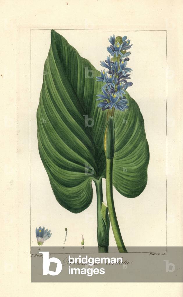 Pickerel weed, Pontederia cordata, native to North America. Handcoloured stipple engraving on copper by Barrois from a botanical illustration by Pancrace Bessa from Mordant de Launay's “Herbier General de l'Amateur,” Audot, Paris, 1820. The Herbier was published from 1810 to 1827 and edited by Mordant de Launay and Loiseleur-Deslongchamps. Bessa (1772-1830s), along with Redoute and Turpin, is considered one of the greatest English botanical artists of the 19th century.