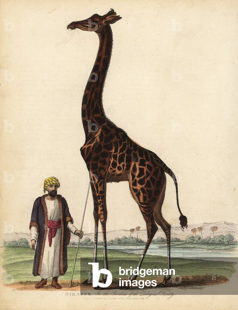 Giraffe, Giraffa camelopardalis.