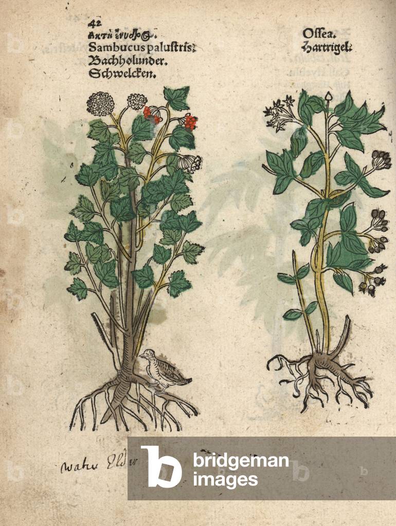 Elder tree, Sambucus palustris, and dogwood, Cornus species? Handcoloured woodblock engraving of a botanical illustration from Adam Lonicer's Krauterbuch, or Herbal, Frankfurt, 1557. This from a 17th century pirate edition or atlas of illustrations only, with captions in Latin, Greek, French, Italian, German, and in English manuscript.