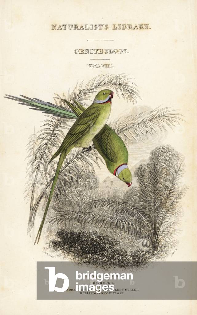 Title page with vignette of two rose-ringed parakeet, Psittacula krameri, in a jungle setting. Handcoloured steel engraving by William Lizars after William Swainson from Sir William Jardine's Naturalist's Library: Ornithology: Birds of Western Africa, Edinburgh, W.H. Lizars, 1837.