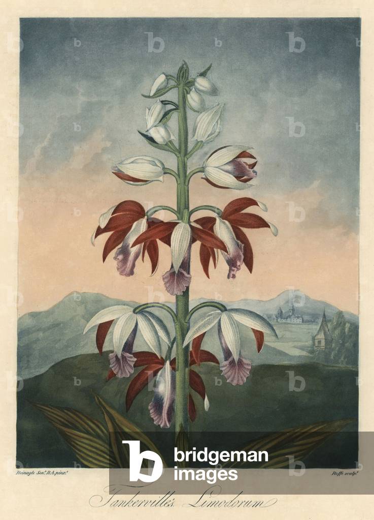 Asian Orchid Variety Eau forte, extracted from The Temple of Flora, by Dr. Robert Thornton (1768-1837), 1812