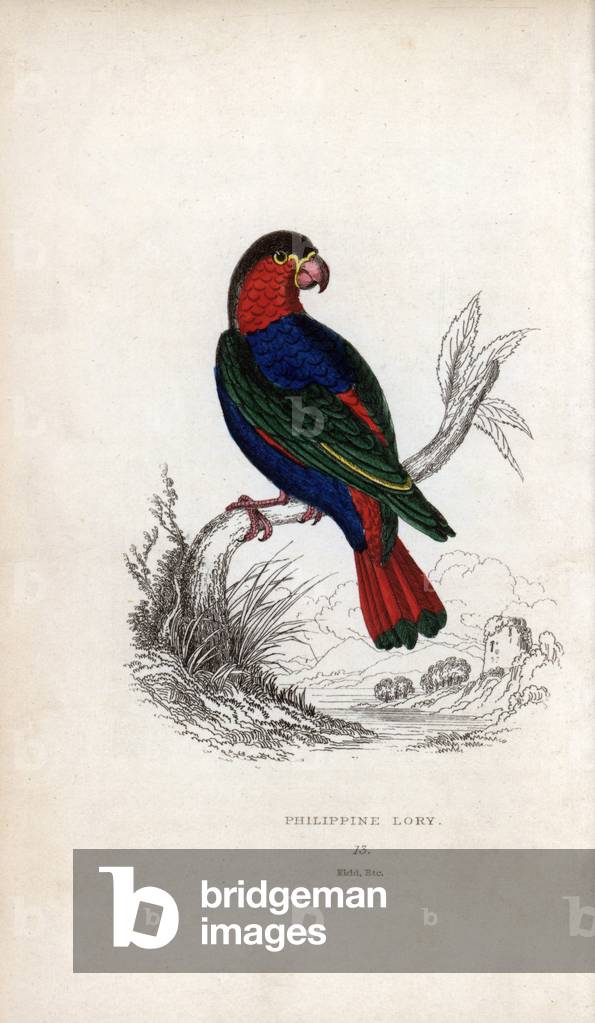 Tricolor or black cap lori, Lorius lory. Psittacus melanotus. Lithograph of Joseph Kidd, based on a drawing by John Audubon, in Miscellany of Natural History: Parrots, Sir Thomas DiK Lauder and Captain Thomas Brown, published in Edinburgh, Scotland, in 1833.