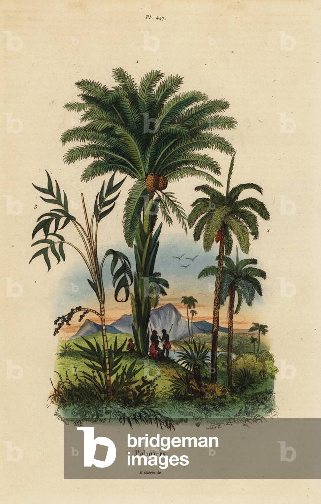 Palm trees: date palm, Phoenix dactylifera 1, Attalea species 2, and Geonoma species 3