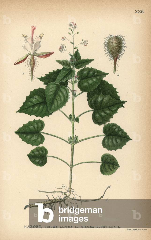 Alpine enchanter's nightshade, Circaea alpina, and broad-leaved enchanter's nightshade, Circaea lutetiana
