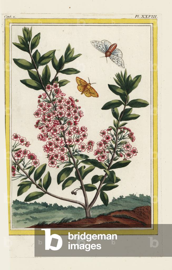 Little Kalm. Mountain laurel, Kalmia latifolia. Handcoloured etching from Pierre Joseph Buchoz 'Precious and illuminated collection of the most beautiful and curious flowers, grown both in the gardens of China and in those of Europe, Paris, 1776.