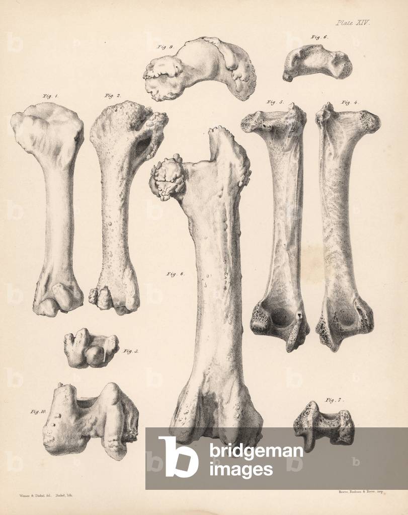 Humerus and femur of the extinct Rodrigues solitaire, Pezophaps solitaria, in the Parisian Collection and Andersonian Collection. Lithograph by Joseph Dinkel after Werner and Dinkel from Hugh Edwin Strickland and Alexander Gordon Melville's The Dodo and its Kindred, London, Reeve, Benham and Reeve, 1848.