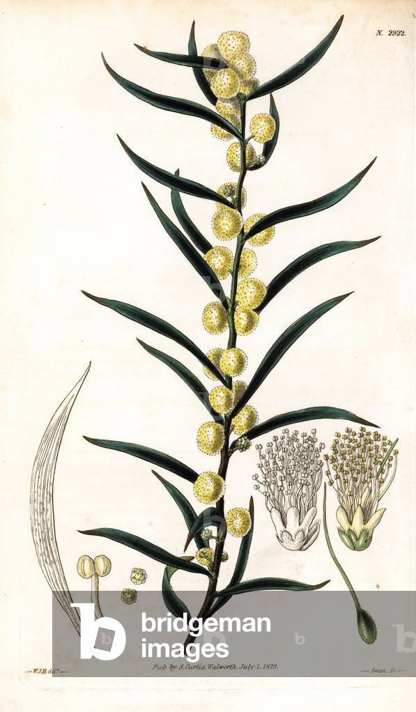 Woolly Acacia from Australia - Hairy wattle or woolly-podded acacia, Acacia lanigera, native to Australia. Handcoloured copperplate engraving by Swan after an illustration by William Jackson Hooker from Samuel Curtis's “” Botanical Magazine,”” London, 1829.