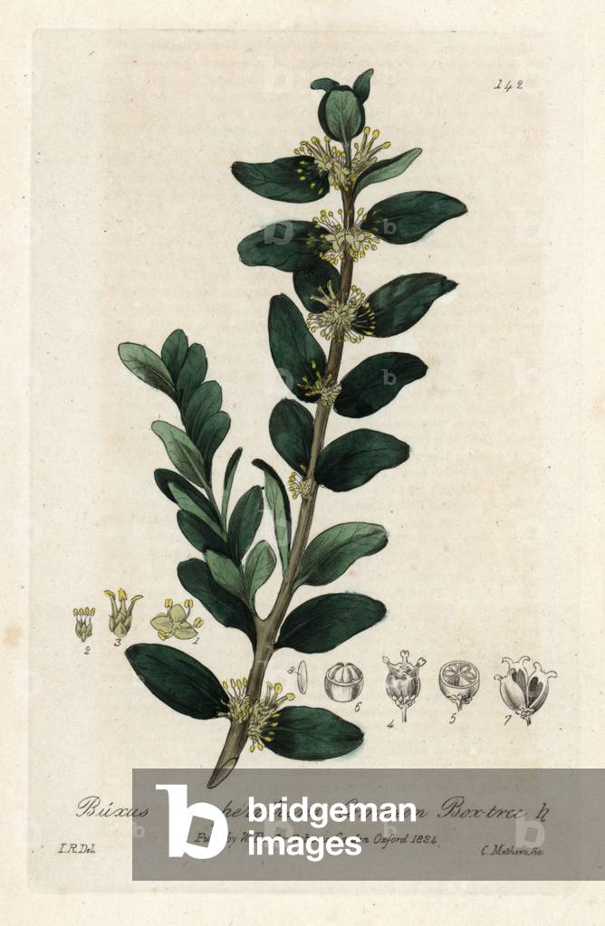 Still green boxwood. Coloured copper engraving from a drawing by Isaac Russell from William Baxter's book “English Botanical Phenomenes””, 1834. William Baxter (1788-1871) was the curator of the Oxford Botanical Garden from 1813 to 1854. Box tree, Buxus sempervirens. Handcoloured copperplate engraving by Charles Mathews of a drawing by Isaac Russell from William Baxter's “” British Phaenogamous Botany”” 1835. Scotsman William Baxter (1788-1871) was the curator of the Oxford Botanic Garden from 1813 to 1854.