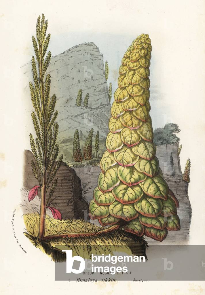 Noble rhubarb or Sikkim rhubarb, Rheum nobile. Illustration copied from a sketch by Joseph Dalton Hooker. Handcoloured lithograph from Louis van Houtte and Charles Lemaire's Flowers of the Gardens and Hothouses of Europe, Flore des Serres et des Jardins de l'Europe, Ghent, Belgium, 1857.
