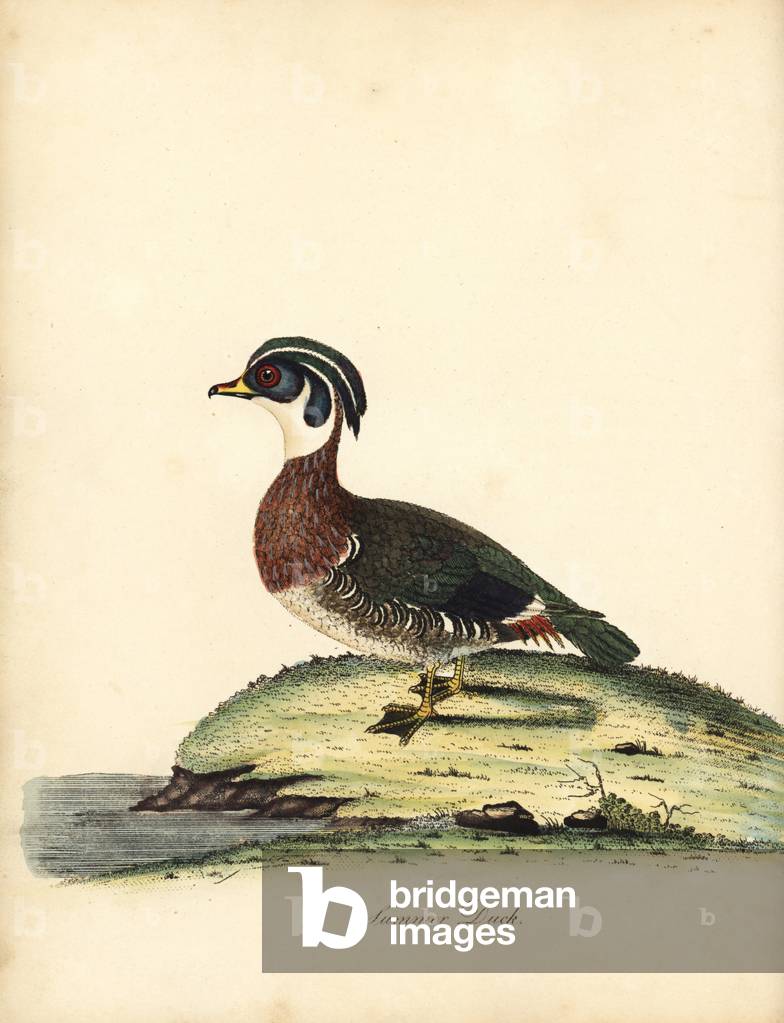 Wood duck, Aix sponsa. (Summer duck, Anas sponsa.) Handcoloured copperplate engraving of an illustration by William Hayes from Portraits of Rare and Curious Birds from the Menagery of Osterly Park (London: Bulmer, 1794).