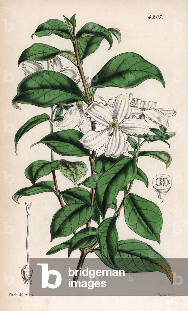 White flowers on a branch of Heinsa jasminiflora - Botanical illustration by Walter Hood Fitch (1817-1892), lithography published in Curtis's Botanical Magazine for Sir William Jackson Hooker, Reeve Brothers edition, London 1846