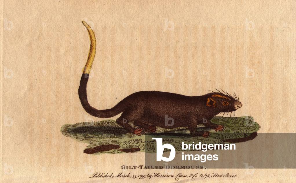 Leor has a golden tail (Myoxus chrysurus), native of Suriname, climbs trees and feeds on fruit. Lithographie in The Naturalist Pocket Magazine or Cabinet complete des Curiosites et Beautes de la Nature, published between 1798 and 1802, by Harrison, London, England.