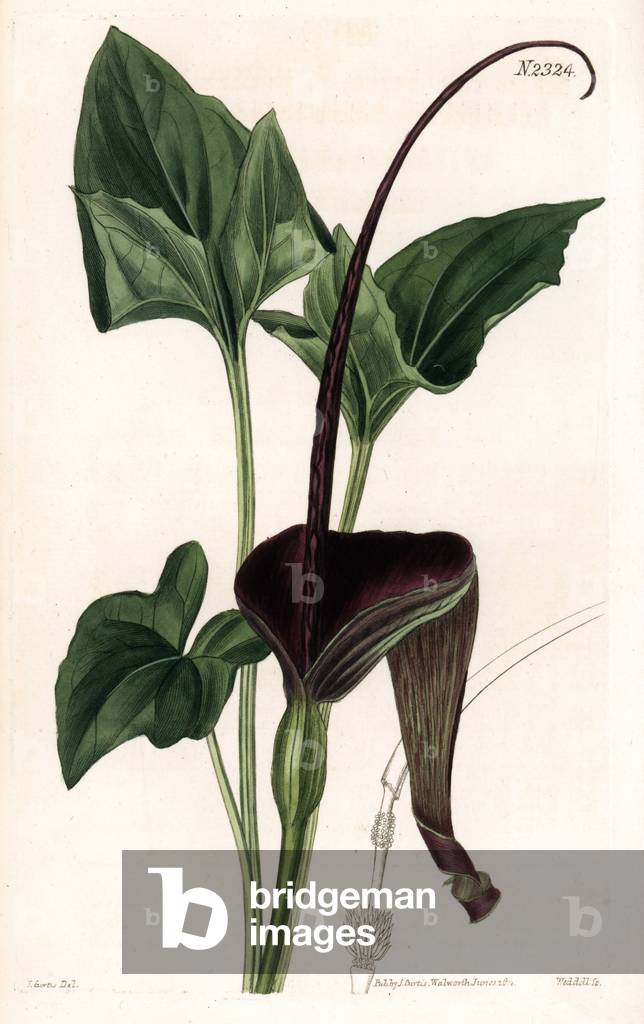 Typhonium trilobatum (Auriculated three-lobed arum, Arum trilobatum auriculatum). Native of Ceylon, Sri Lanka. Handcoloured copperplate engraving by Weddell after an illustration by John Curtis from Samuel Curtis's “” Botanical Magazine,”” London, 1822.
