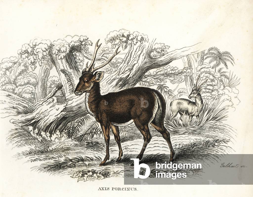 Hog deer, Axis porcinus, endangered. Handcoloured lithograph by Gebhart from Georg Friedrich Treitschke's Gallery of Natural History, Naturhistorischer Bildersaal des Thierreiches, Liepzig-1842.