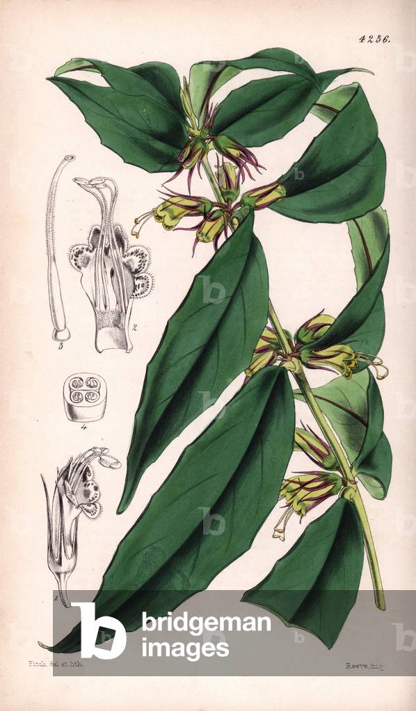 Aeschynatus albidus - Botanical illustration by Walter Hood Fitch (1817-1892), lithography published in Curtis's Botanical Magazine for Sir William Jackson Hooker, Reeve Brothers edition, London 1846