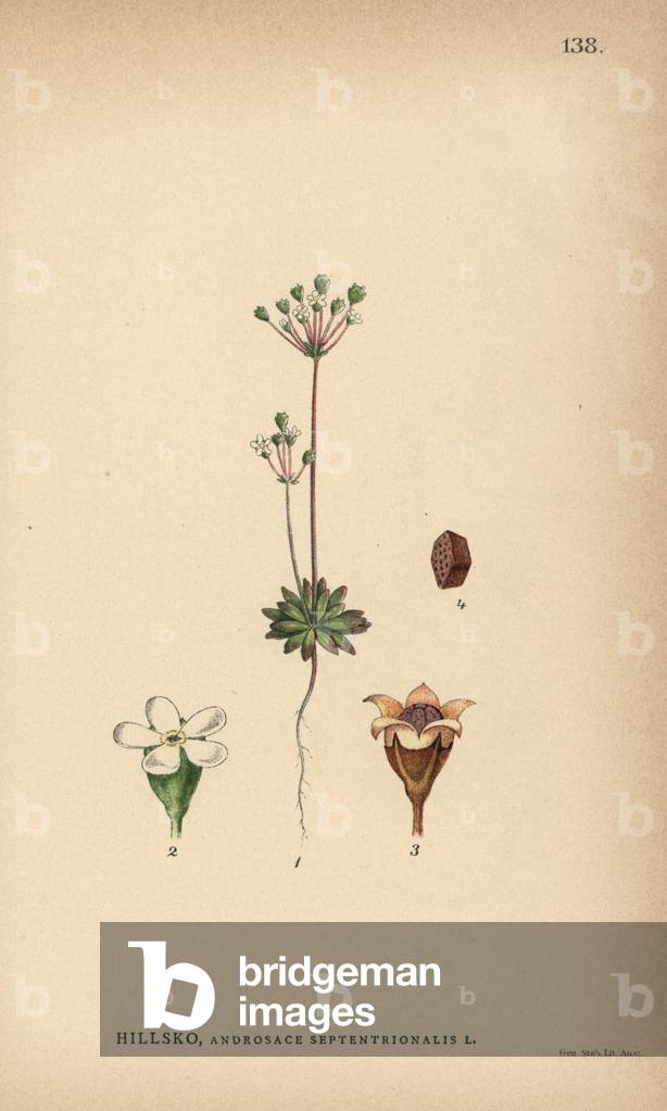 Pygmy-flower rock-jasmine, Androsace septentrionalis