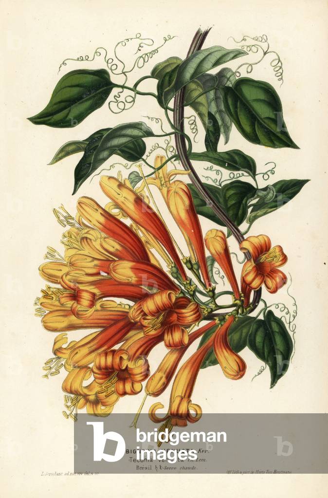 Orange trumpet flower, Pyrostegia venusta (Bignonia venusta). Handcoloured lithograph by L. Stroobant from Louis van Houtte and Charles Lemaire's Flowers of the Gardens and Hothouses of Europe, Flore des Serres et des Jardins de l'Europe, Ghent, Belgium, 1851.