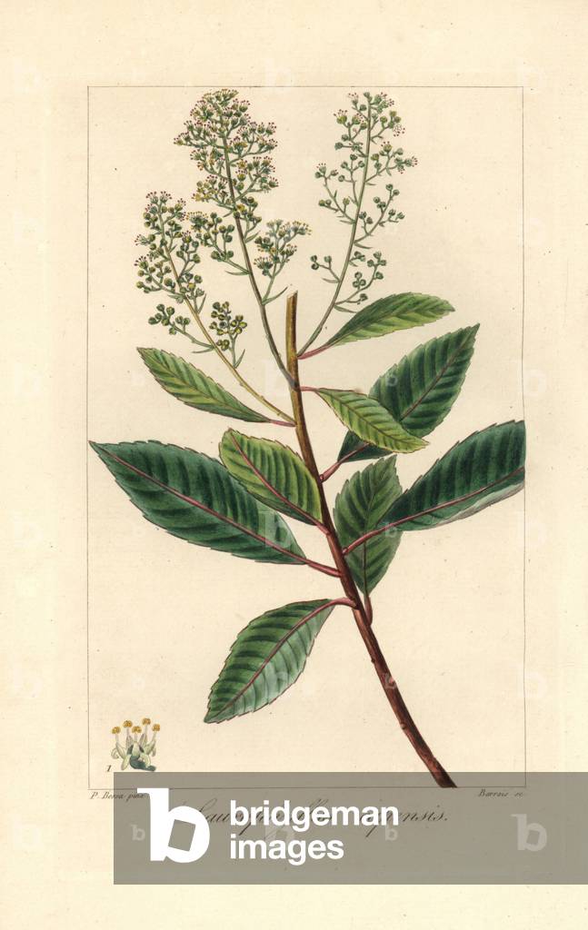 Iron martin, Laurophyllus capensis, native of South Africa. Handcoloured stipple engraving on copper by Barrois from a botanical illustration by Pancrace Bessa from Mordant de Launay's “Herbier General de l'Amateur,” Audot, Paris, 1820. The Herbier was published from 1810 to 1827 and edited by Mordant de Launay and Loiseleur-Deslongchamps. Bessa (1772-1830s), along with Redoute and Turpin, is considered one of the greatest English botanical artists of the 19th century.