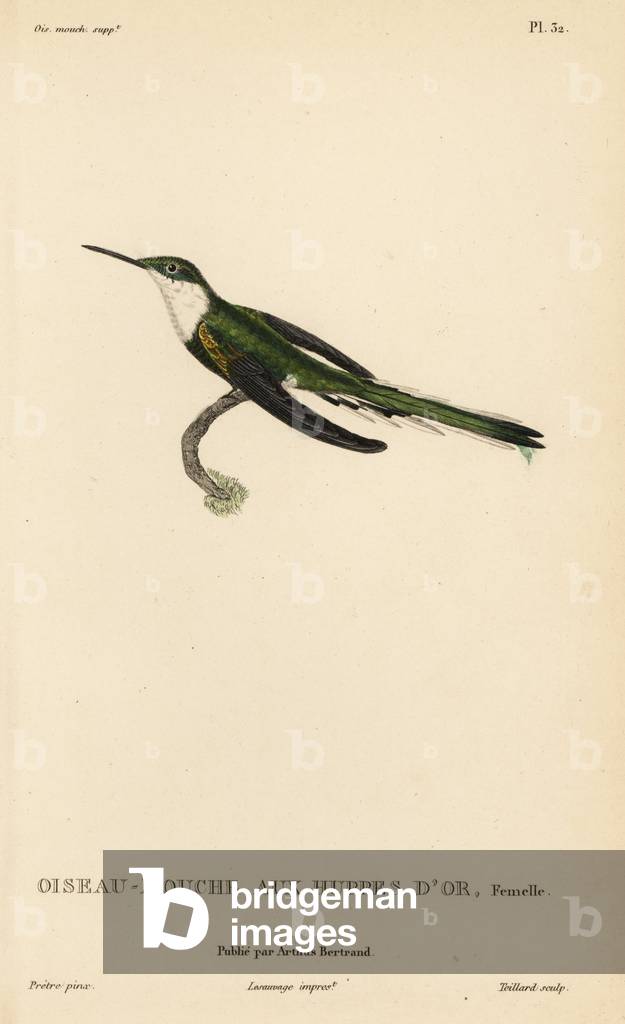 Horned sungem, Heliactin bilophus (Ornismya chrysolopha). Female. Handcolored steel engraving by Coutant after an illustration by Jean-Gabriel Pretre from Rene Primevere Lesson's Natural History of the Colibri Genus of Hummingbirds.
